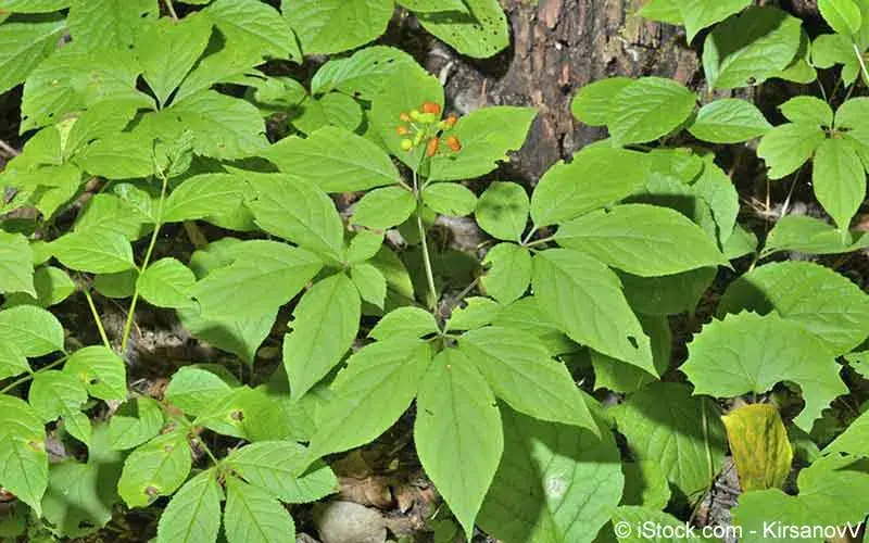 Ginseng (Panax ginseng)