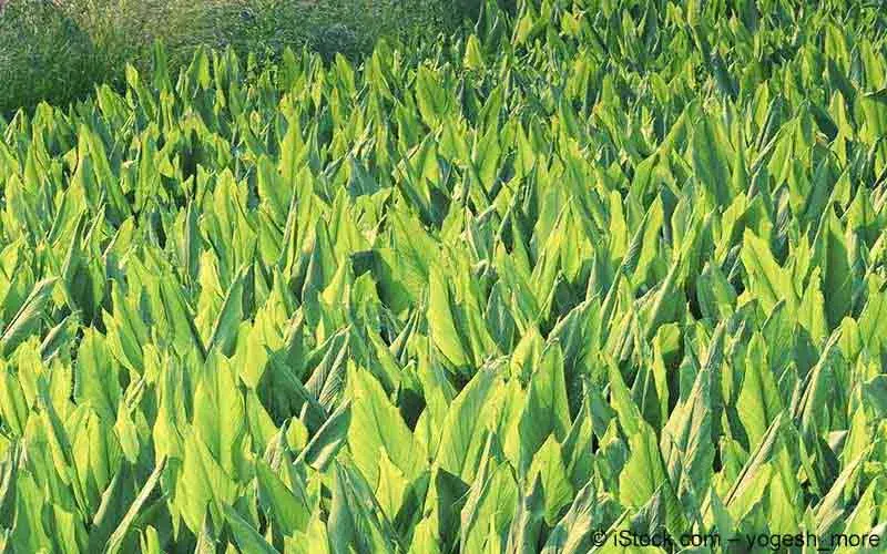 Kurkuma (Curcuma longa)