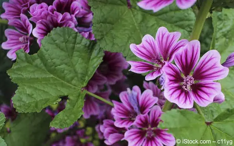 Malve (Malva sylvestris) | Meine Gesundheit