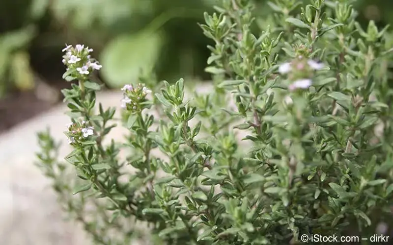 Thymian (Thymus vulgaris) | Meine Gesundheit