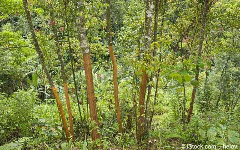 zimmerpflanze grün mit weißen streifen Kaufen Sie jetzt Zimmerpflanze Zebrapflanze Aphelandra 'Botanica' Grün-Weiß main image 1