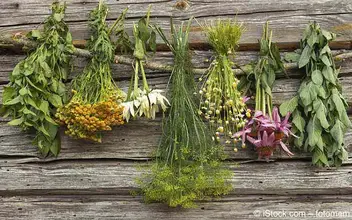 Heilpflanzen Heilpflanzen