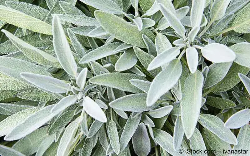 Salbei | Wirkung | Für welche Krankheiten ist Salbei gut? | Meine Gesundheit